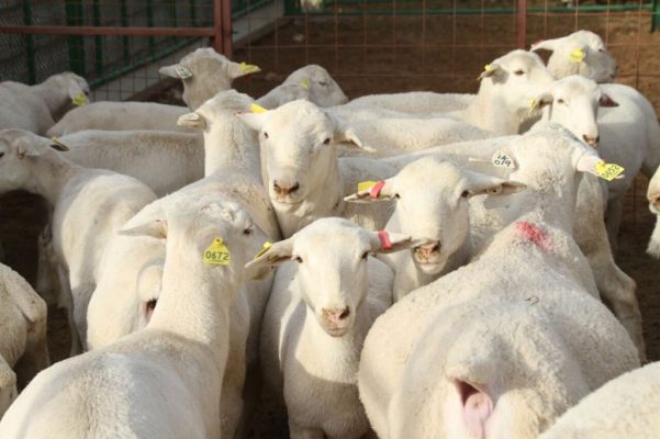 Flock of white ear-tagged sheep in a holding pen