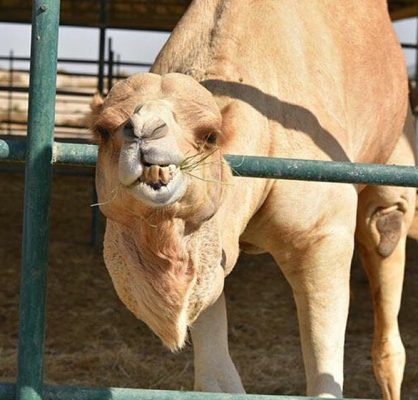 Camel feeding on hay behind a steel gate