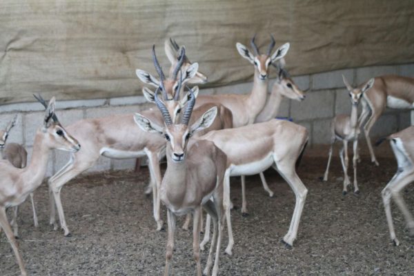 Herd of gazelle in a sheltered quarantine barn