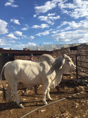 White Brahman stud bull in an open enclosure