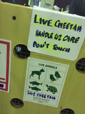 Live animal handling labels on a cheetah transport crate