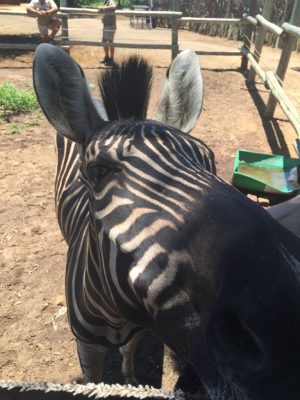 Zebra close-up at the feeding station