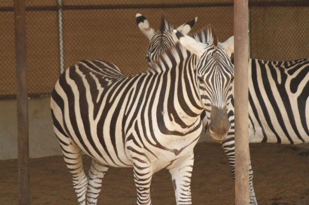 Plains zebra in a shaded holding enclosure