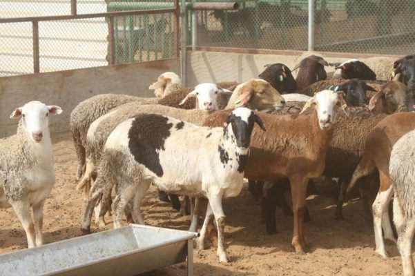 Mixed flock of sheep at the feeding trough