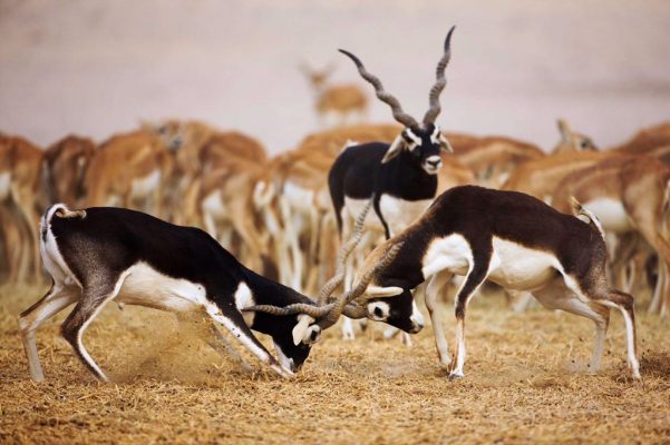 Blackbuck antelope sparring within a managed herd