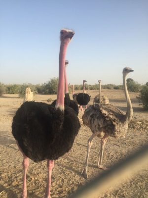 Ostriches in a desert paddock at sunrise