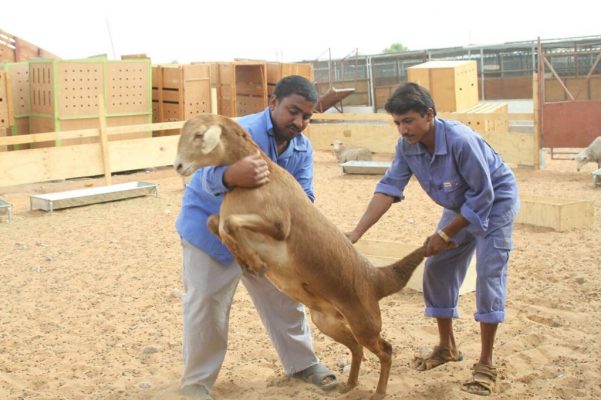 Markad handlers inspecting a ram beside export crates